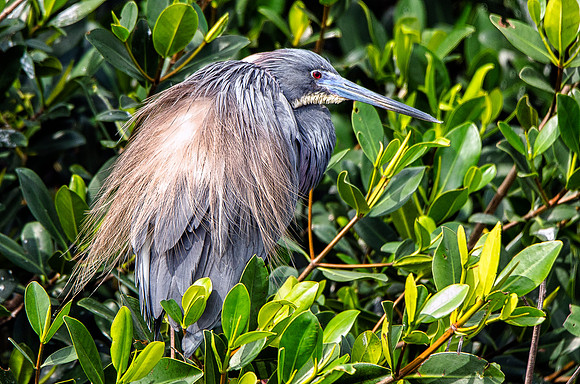 Male tricolored heron in breeding plumage