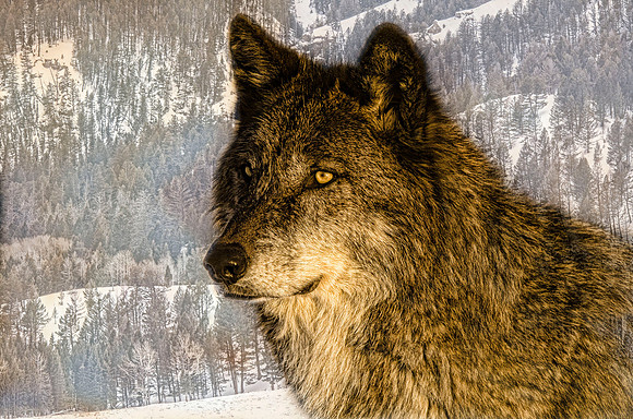 Captive wolf at Howler's Inn