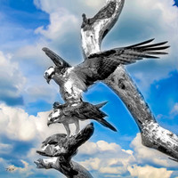 Ospreys #2