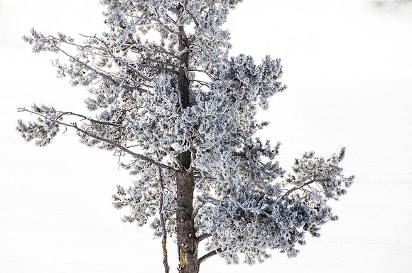 A final frosted pine tree