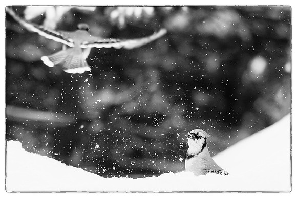 Blue jays #3