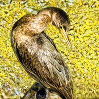 Arizona wildlife 2015-19