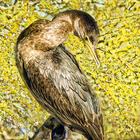 Double-crested cormorant
