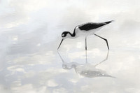 Black-necked stilt