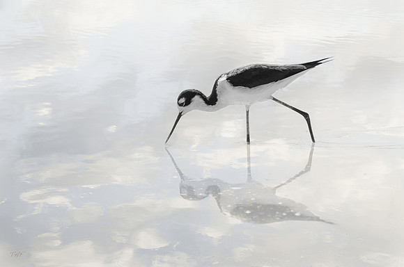 Black-necked stilt