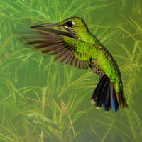 Female green-crowned brilliant hummingbird