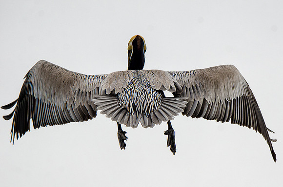 Brown pelican #1