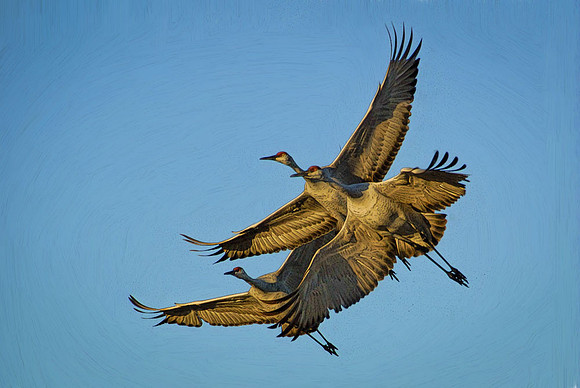 Cranes returning to their night roosting grounds