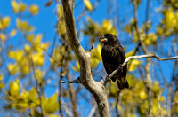 Male large ground finch