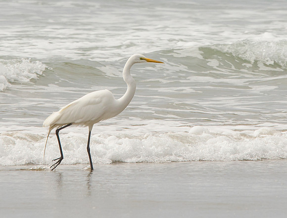 Great egret foraging along the tide line