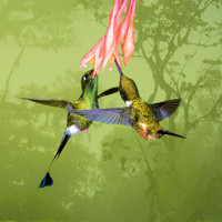 Booted racquet-tail and purple-throated woodstar hummingbirds