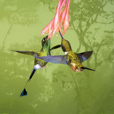Booted racquet-tail and purple-throated woodstar hummingbirds