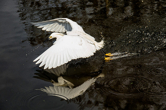 Snowy egret in flight