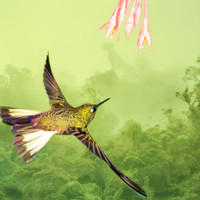 Buff-tailed coronet hummingbird