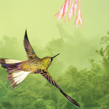 Buff-tailed coronet hummingbird