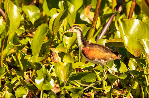 Juvenile wattled jacana