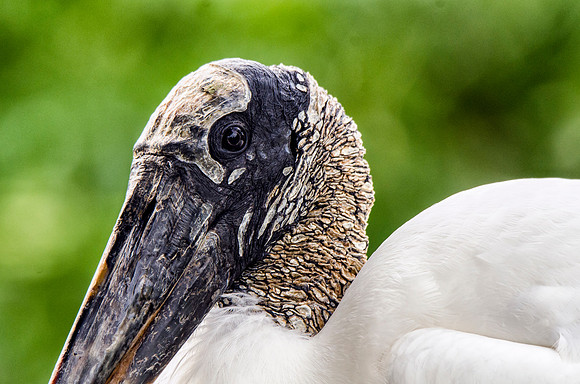 Wood stork -- old leatherhead