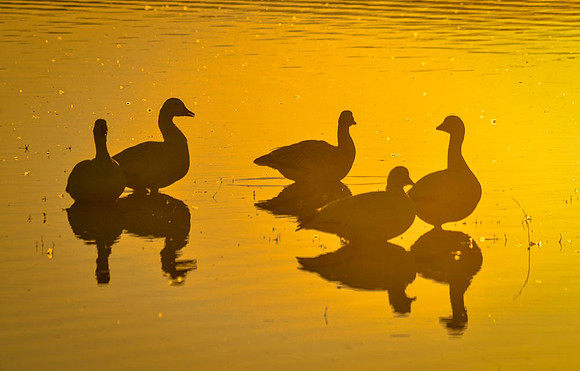 On golden pond?