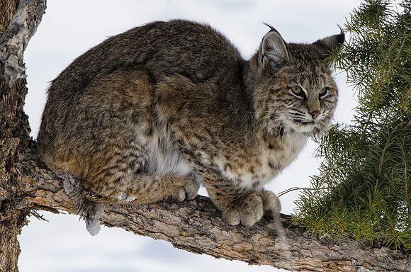 Hunting bobcat #3