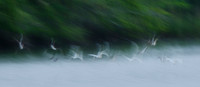 White ibises #2