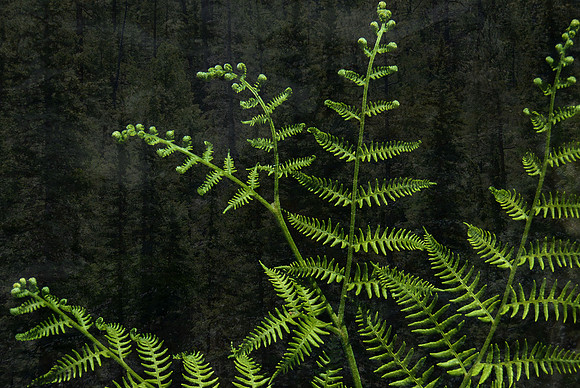 Ferns and pine forest