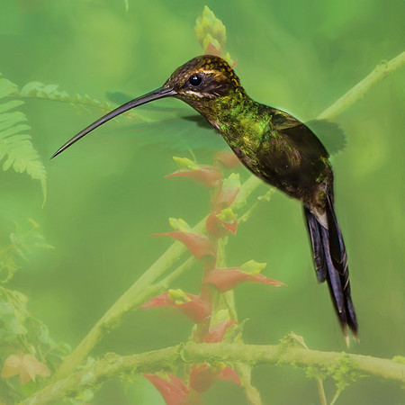 White-whiskered hermit hummingbird