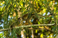A squirrel monkey