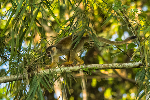 A squirrel monkey