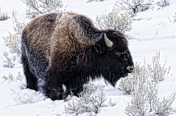 Bison cow #2