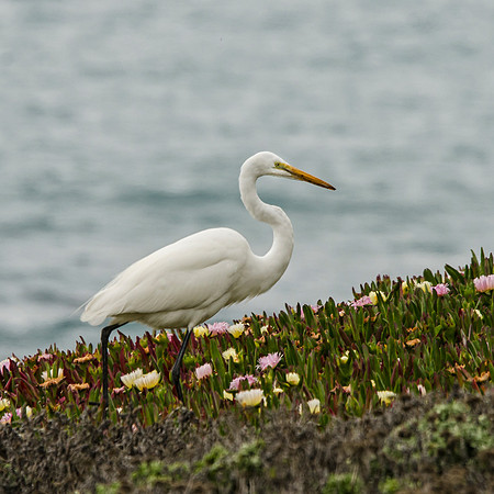 Another great egret foraging among ice plants