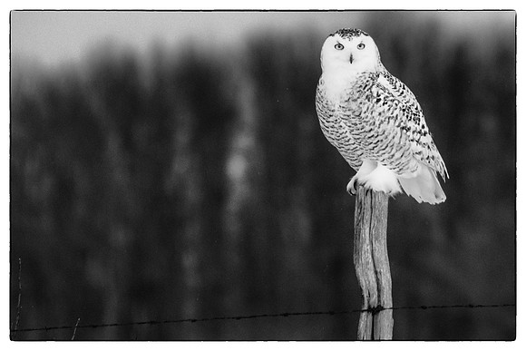 Snowy owl #6