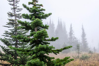 More misty forest at Logan Pass