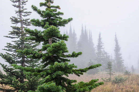 More misty forest at Logan Pass