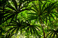 Understory palms, forest near Lamanai Archeological Park