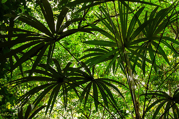 Understory palms, forest near Lamanai Archeological Park