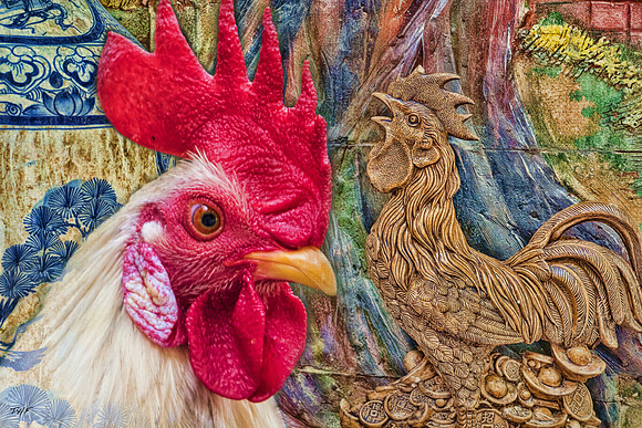 Roosters in Ba Trang