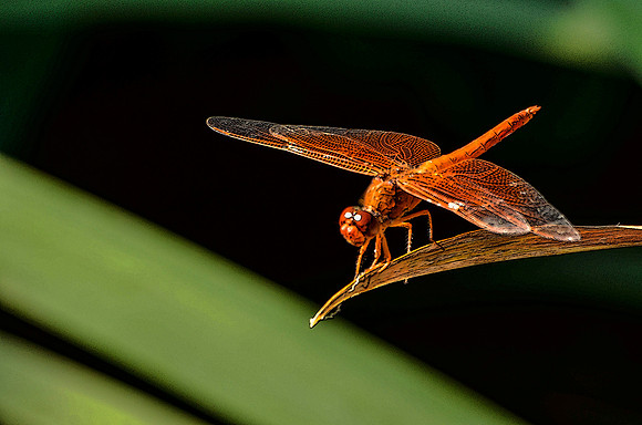 Mosquito hunter