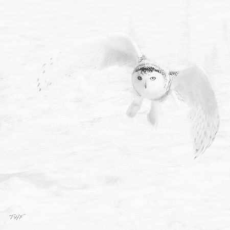 Snowy owl #2
