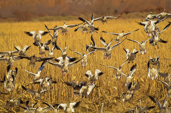 Here come da snowgeese!
