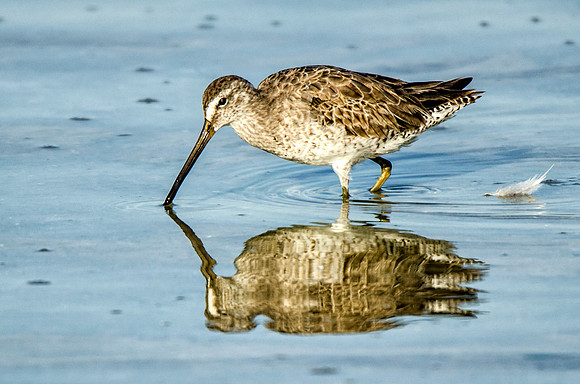 Another willet