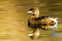 Pie-billed grebe
