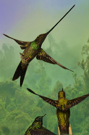 Sword-billed hummingbird and friends