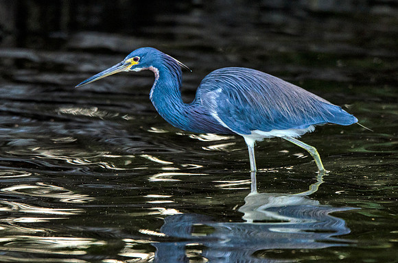 The same bird foraging in the shade