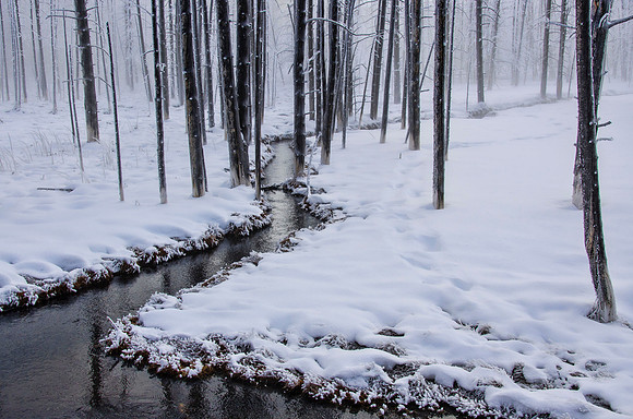 Winter wonderland #1