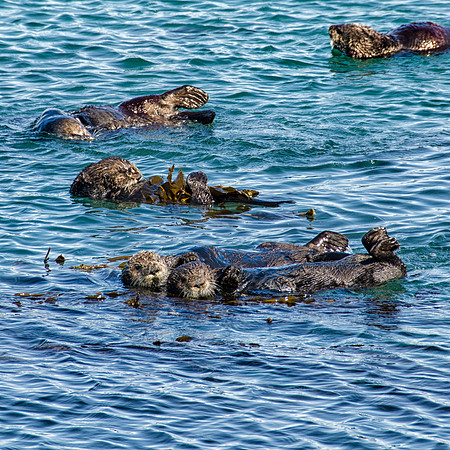 Sea otters #1