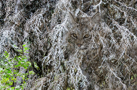 Ghost of the north woods