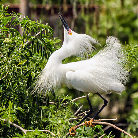 Displaying male snowy egret