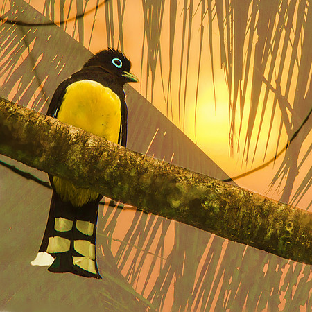 Male Black-headed trogon #2
