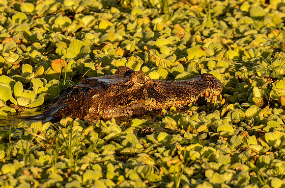 Caiman or yacare