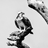 Osprey #1
